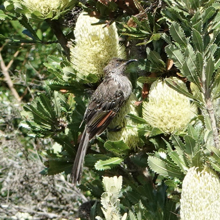 Little Wattlebird - John Beckworth