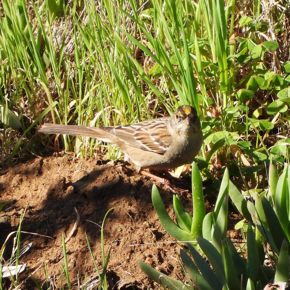Golden-crowned Sparrow - ML416905031