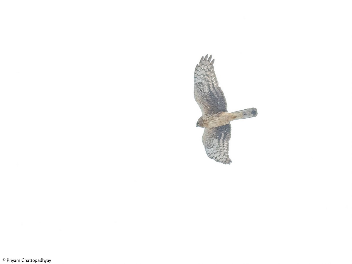 Hen Harrier - ML416905361