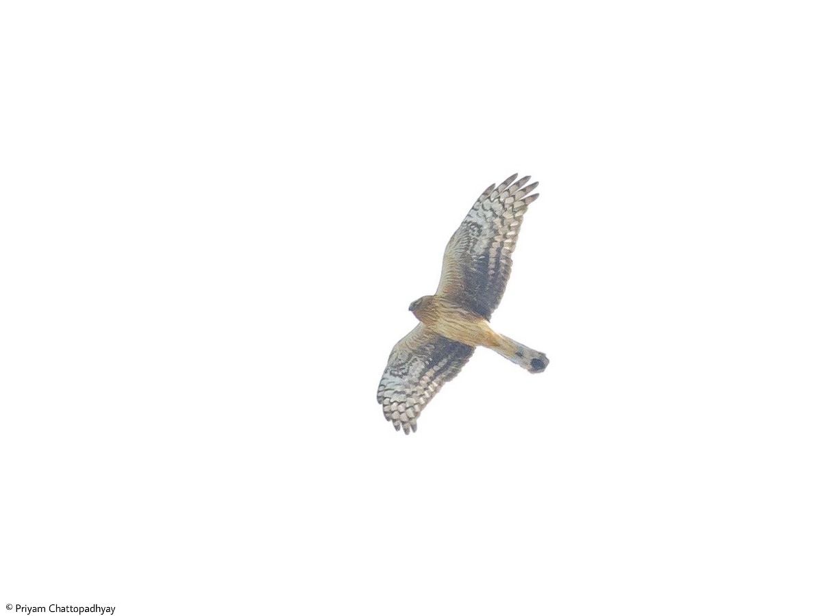 Hen Harrier - ML416905371