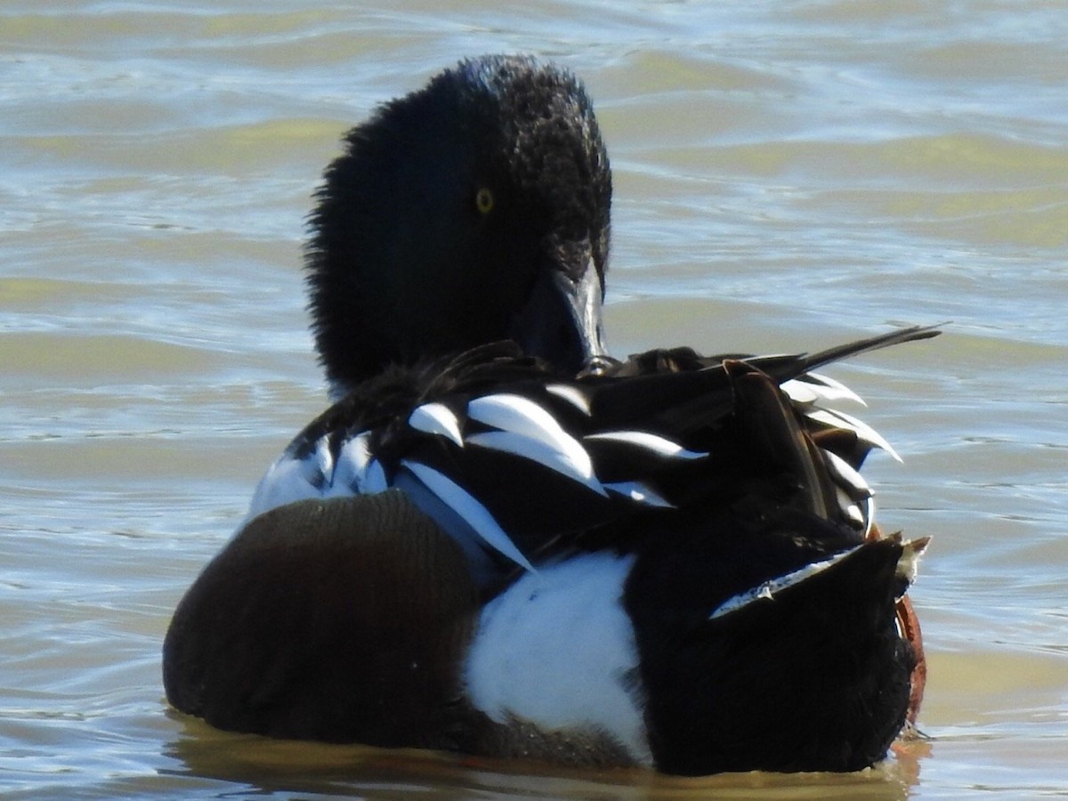 Ring-necked Duck - ML416905991