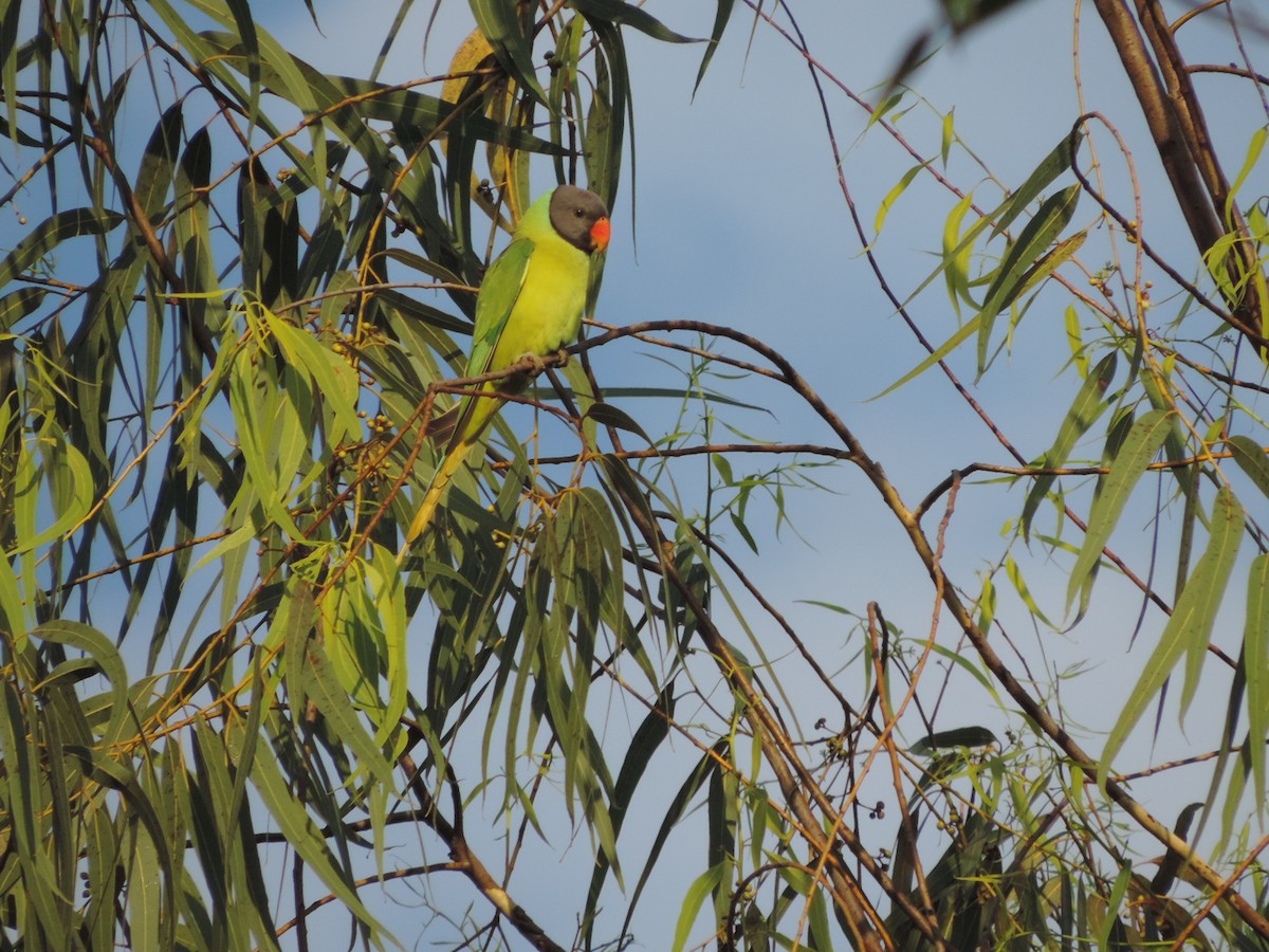 Gray-headed Parakeet - Win Nwe