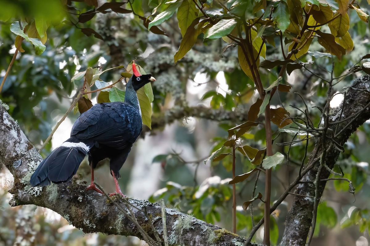 Horned Guan - ML416907351