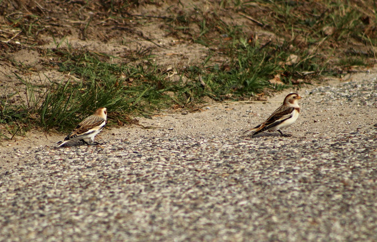 Snow Bunting - ML416907641