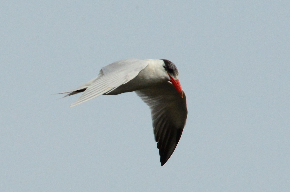 Caspian Tern - ML416907821