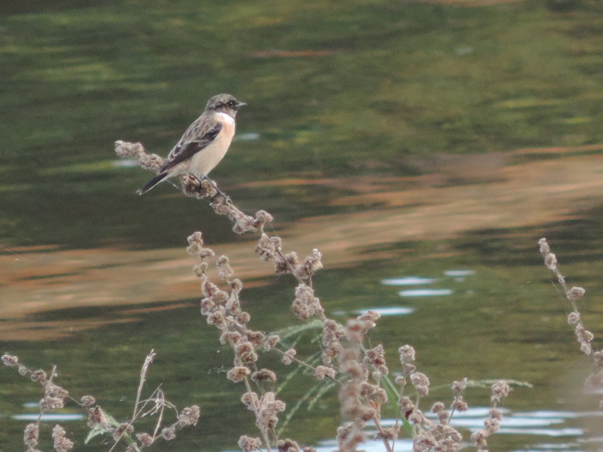 Amur Stonechat - ML41690851