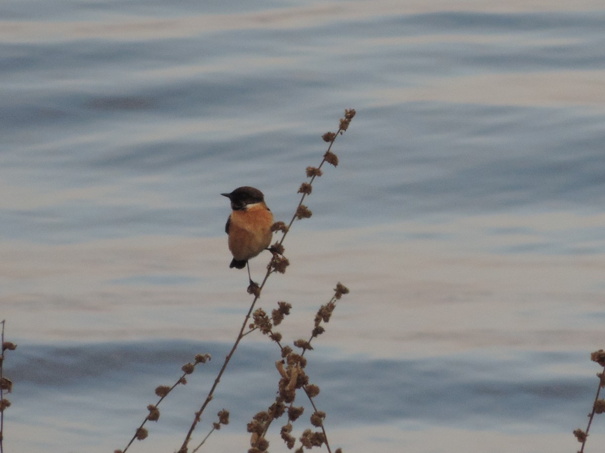 Amur Stonechat - ML41690871