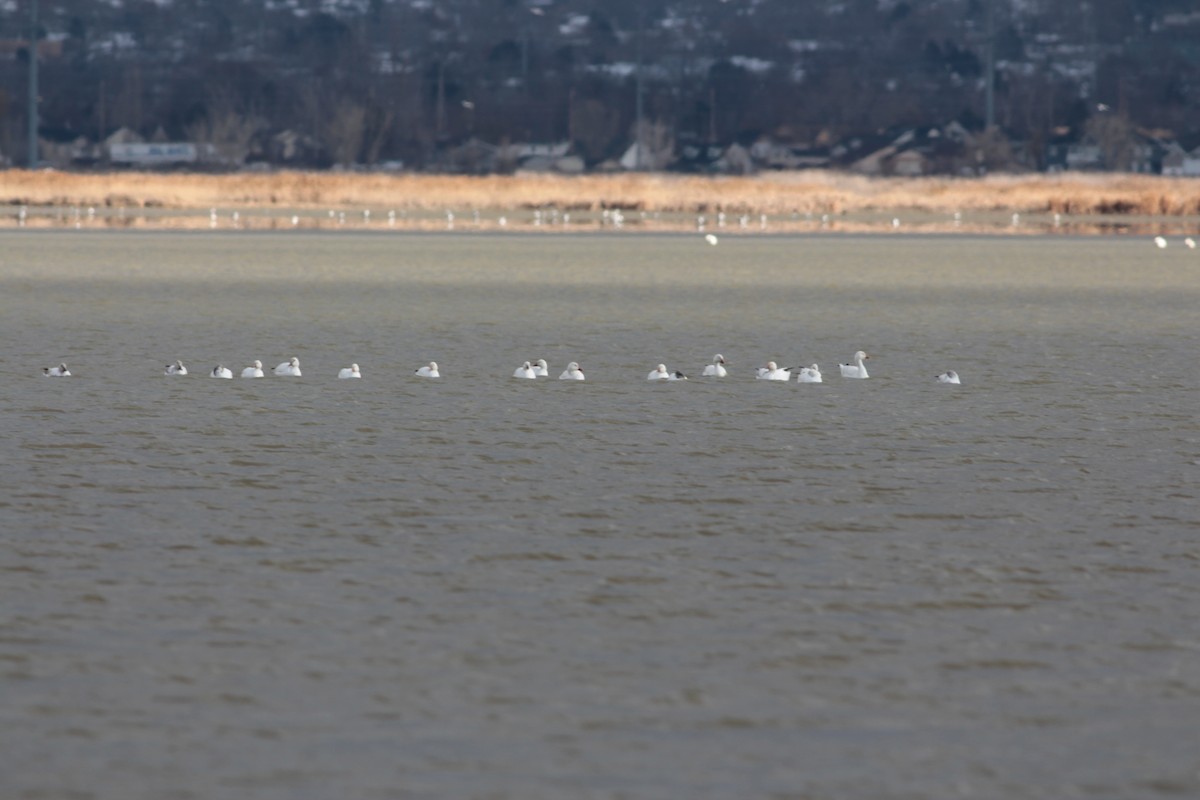 Snow Goose - Ben Johnson