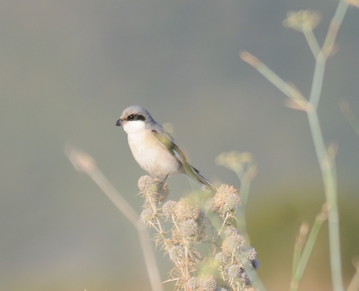 Lesser Gray Shrike - ML416914081