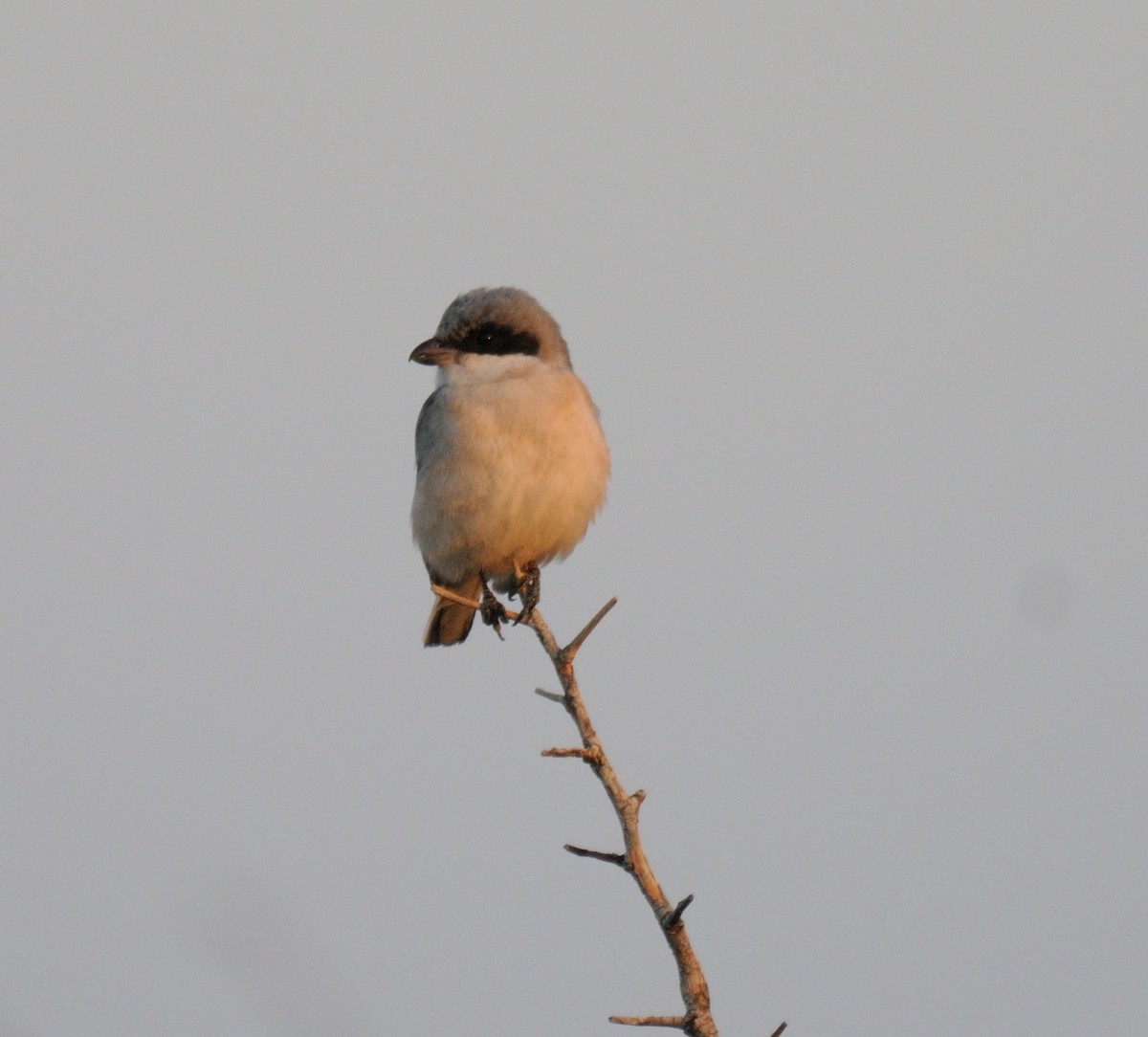 Lesser Gray Shrike - ML416914091