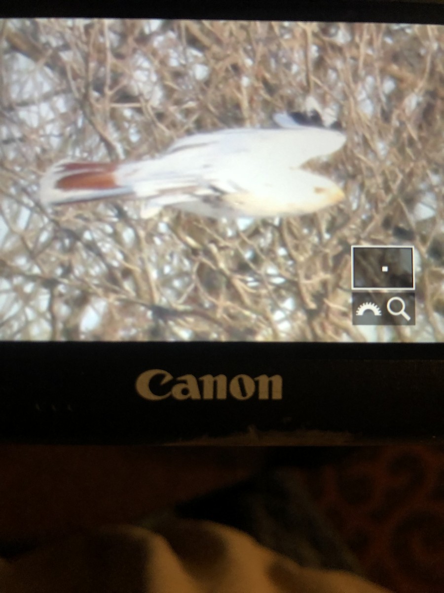 káně rudochvostá - ML416915251