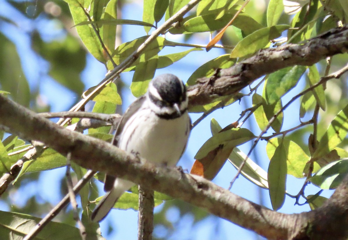 Black-throated Gray Warbler - ML416916841