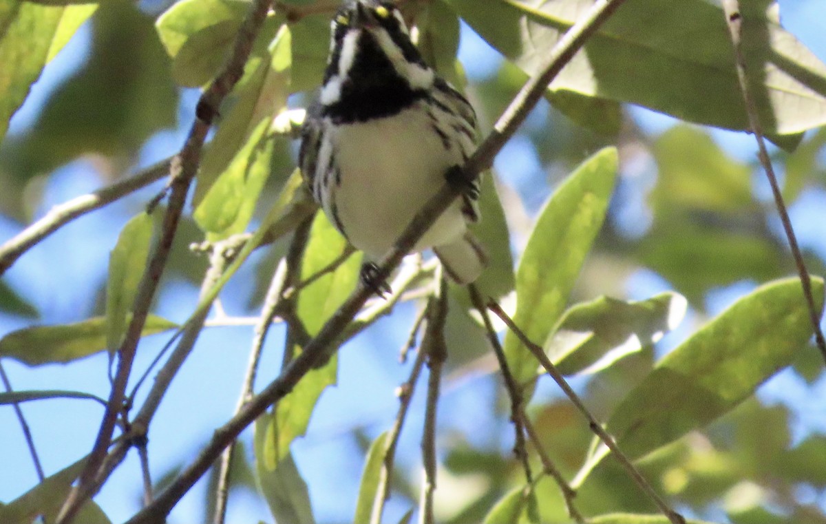 Black-throated Gray Warbler - ML416916851