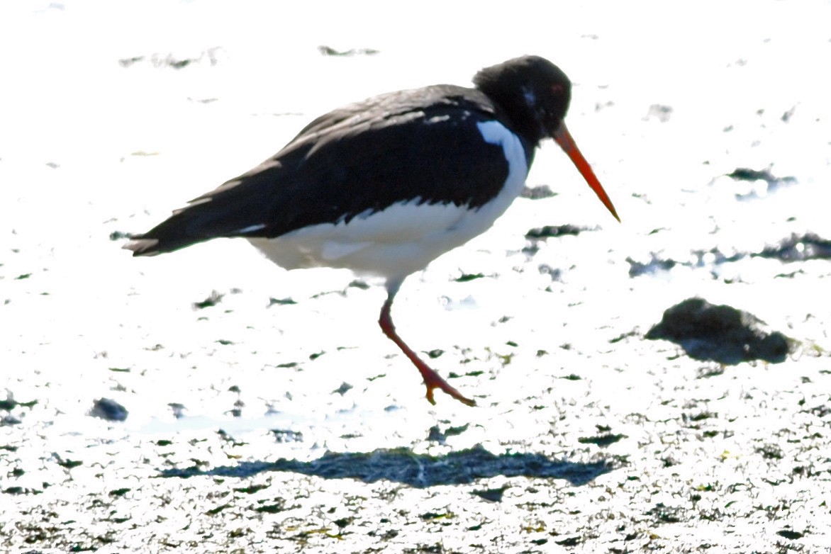 Eurasian Oystercatcher - ML416917361