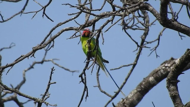 Plum-headed Parakeet - ML416917821