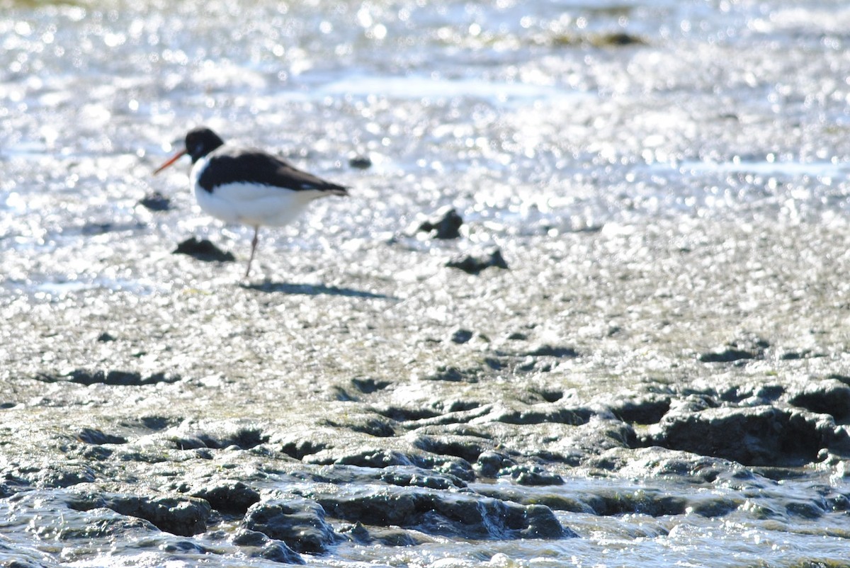 Eurasian Oystercatcher - ML416917841