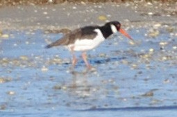 Eurasian Oystercatcher - ML416917921