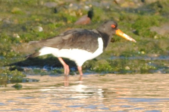 Eurasian Oystercatcher - ML416917961