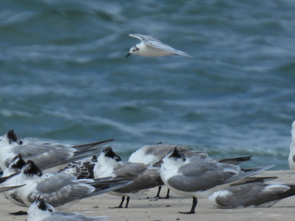 White-winged Tern - ML416919081