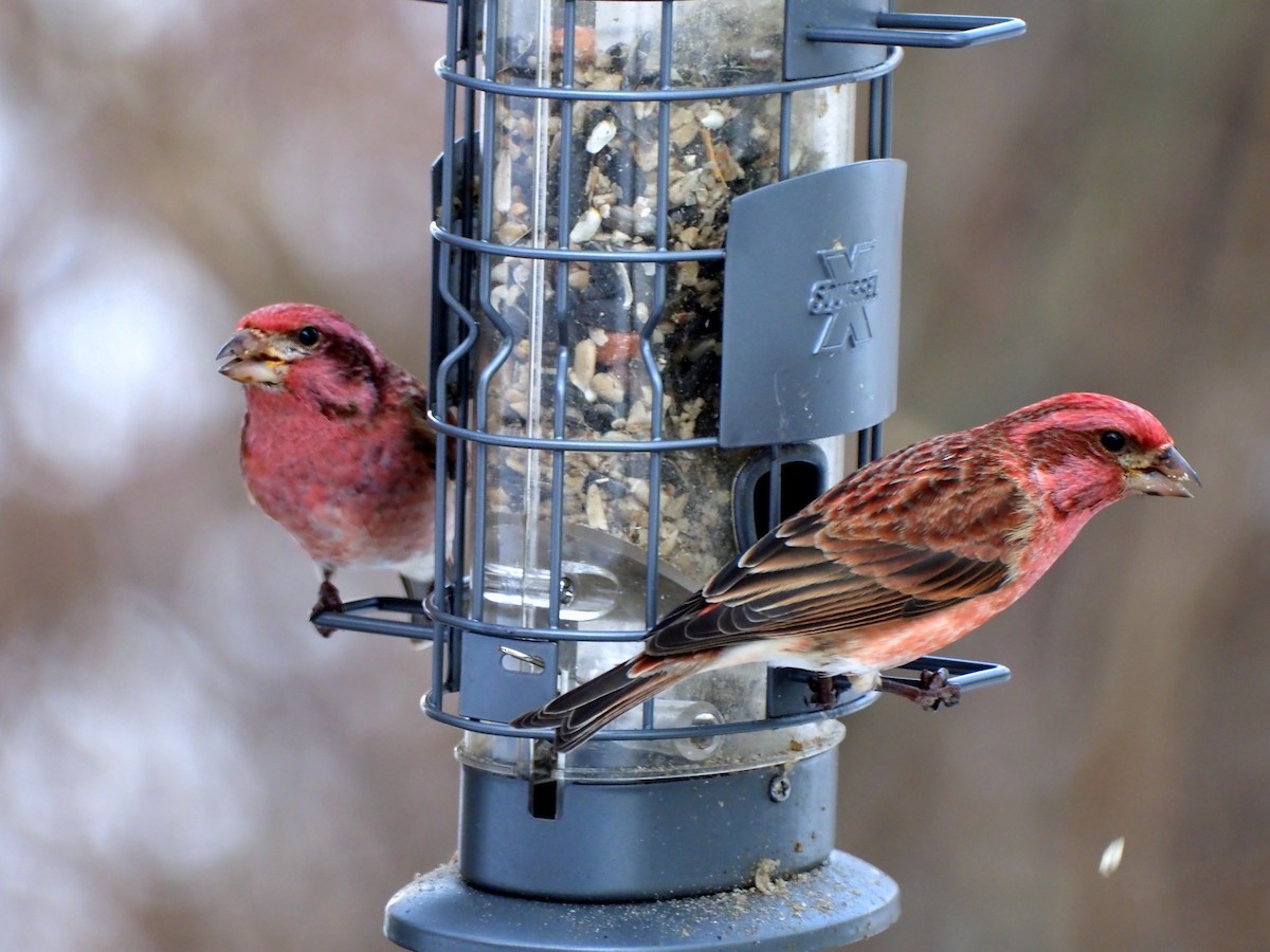 Purple Finch - Caitlin McMonagle