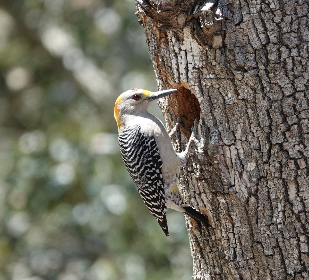 Golden-fronted Woodpecker - ML416919671