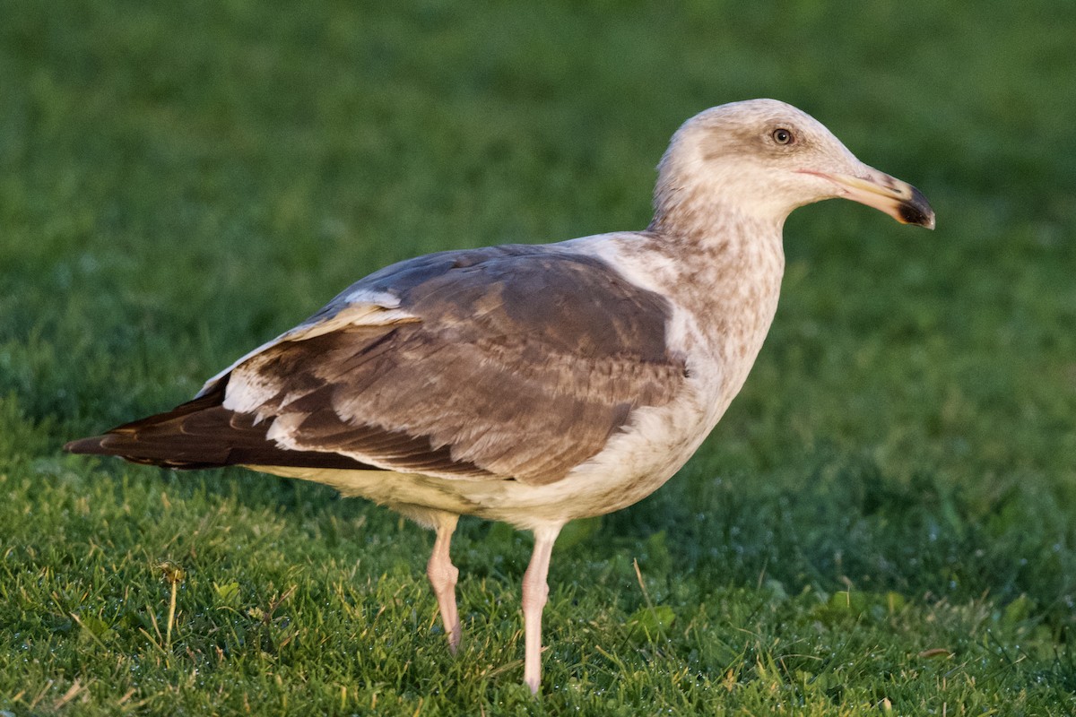 Western Gull - David Theobald