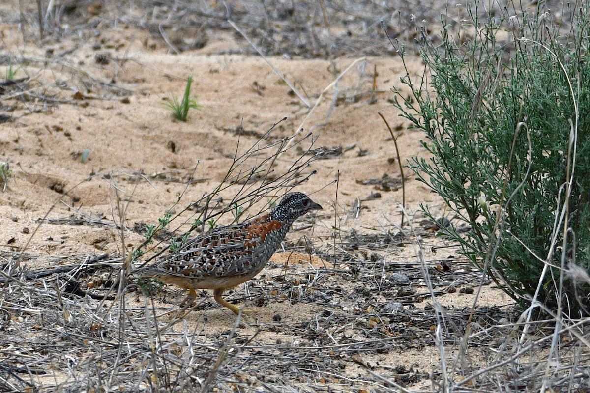 Painted Buttonquail - ML416920781