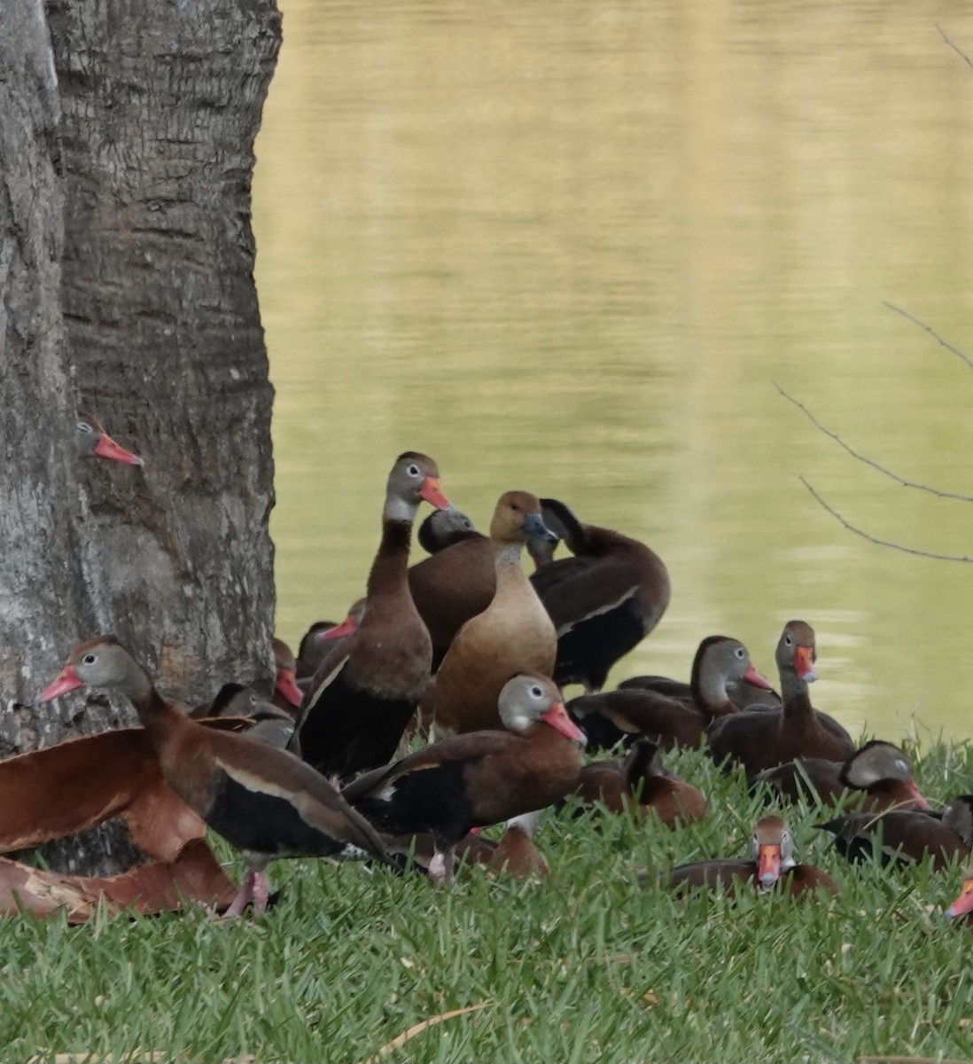 Fulvous Whistling-Duck - ML416921991