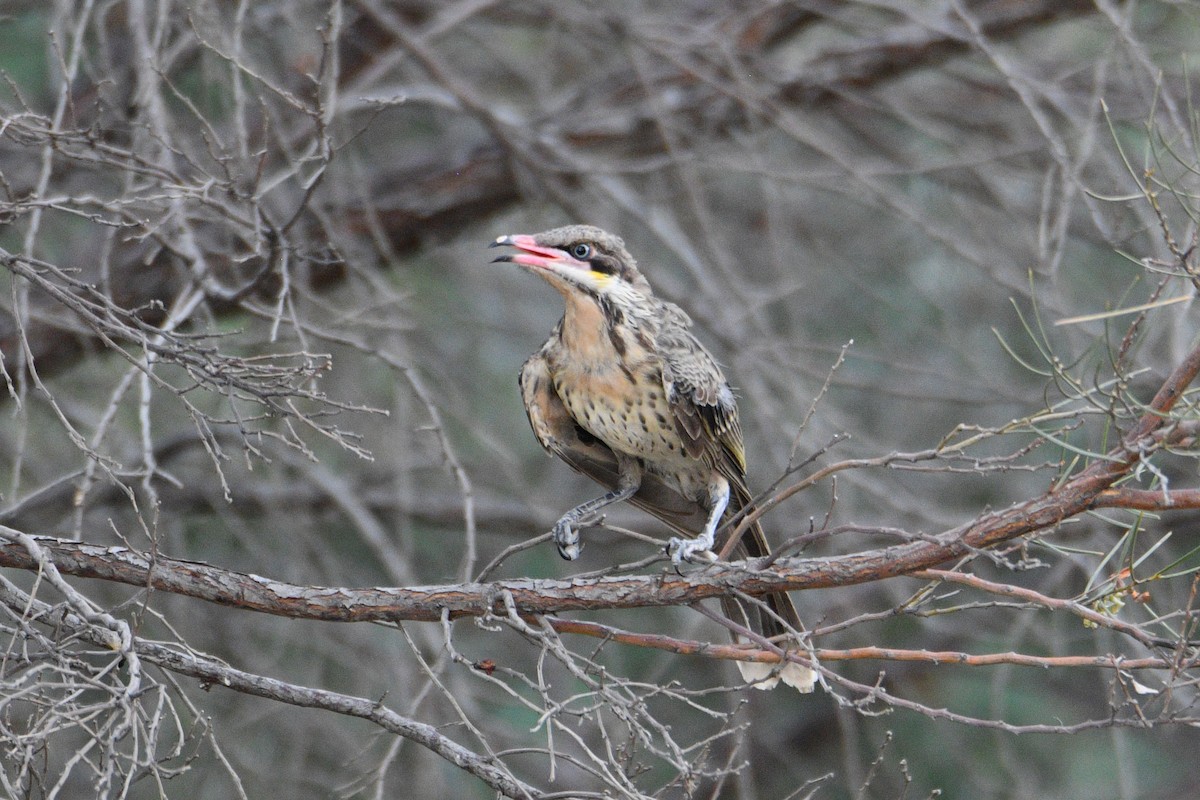 Spiny-cheeked Honeyeater - ML416922241