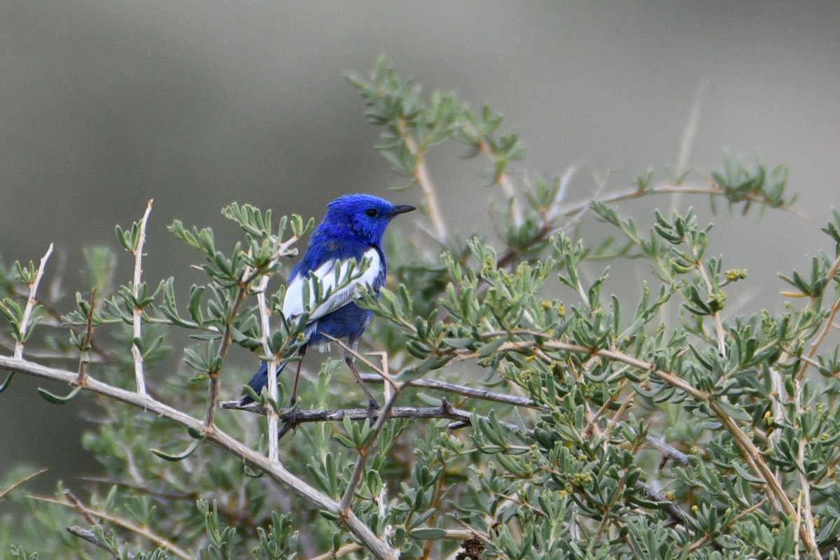 White-winged Fairywren - ML416923001