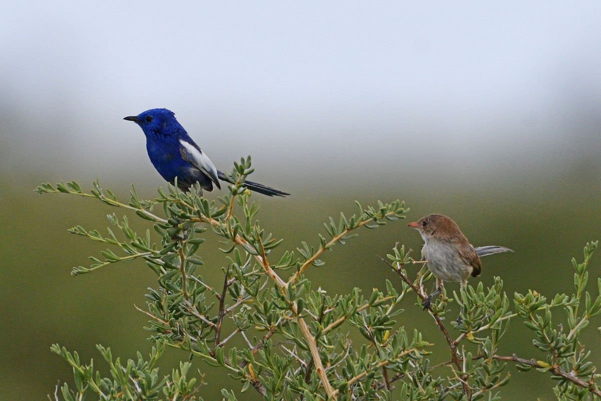 White-winged Fairywren - ML416923391