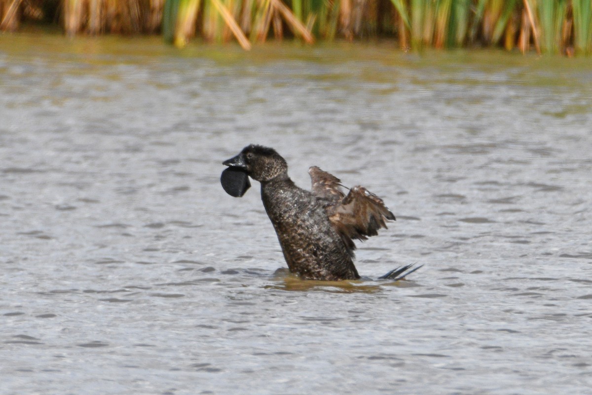 Musk Duck - ML416923851