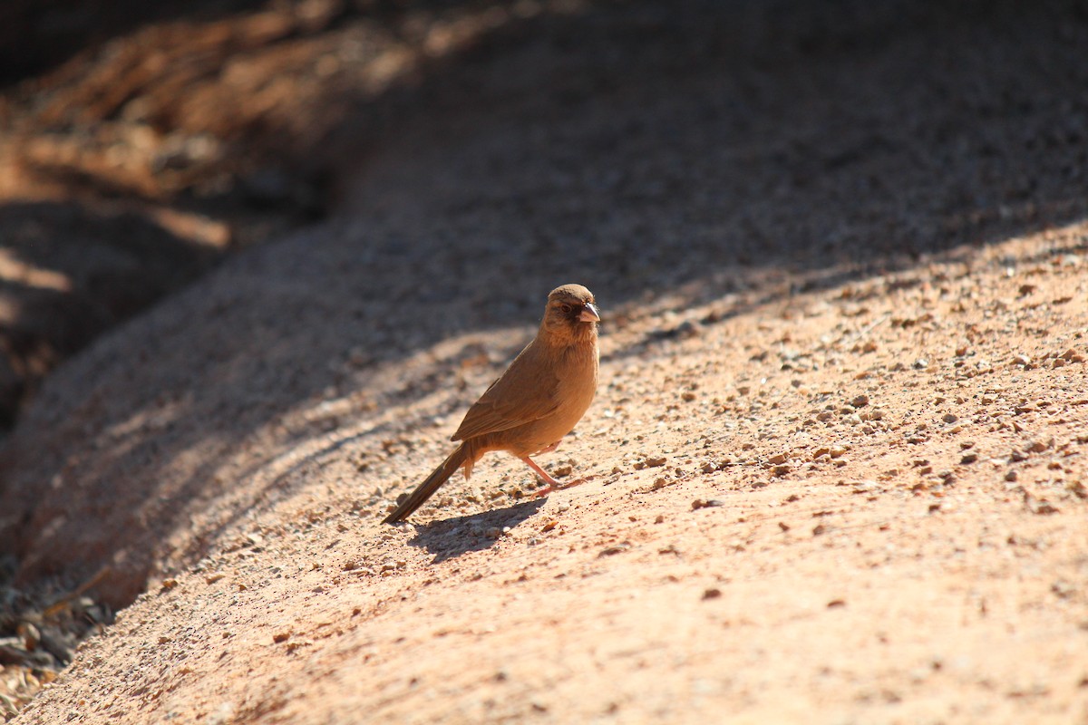 Abert's Towhee - ML416924591