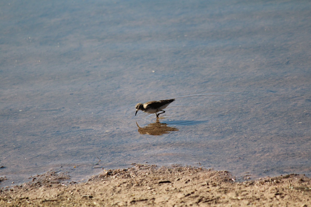 Least Sandpiper - ML416924611