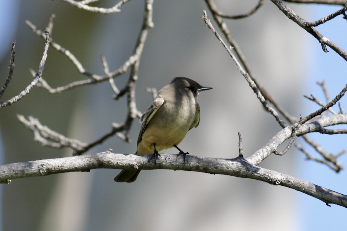 Say's Phoebe - ML416924731