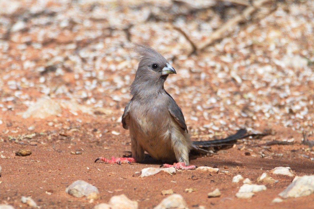 White-backed Mousebird - ML416925631