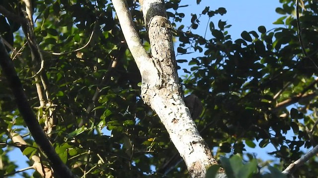 Smoky-brown Woodpecker - ML416925681