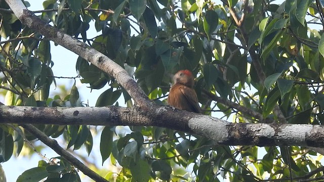 Smoky-brown Woodpecker - ML416925891