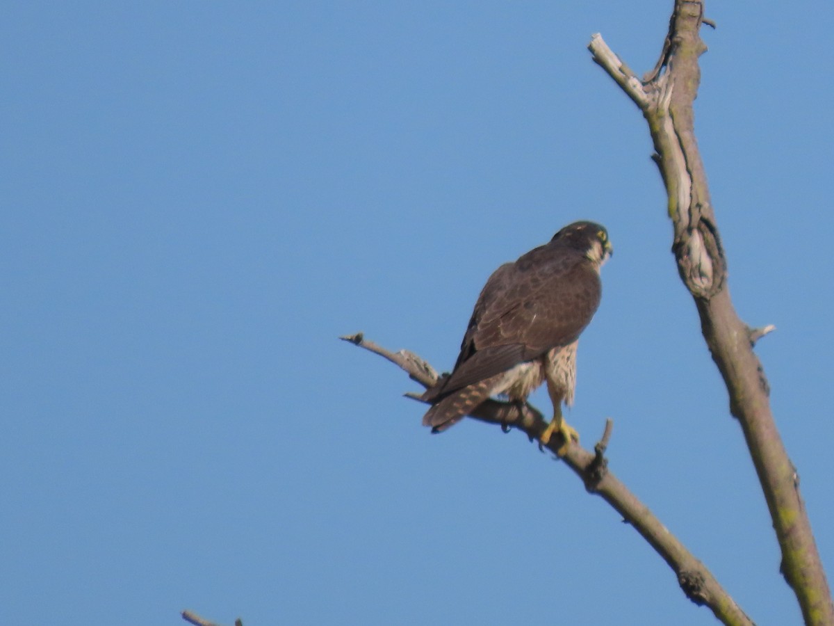 Peregrine Falcon - David Russell