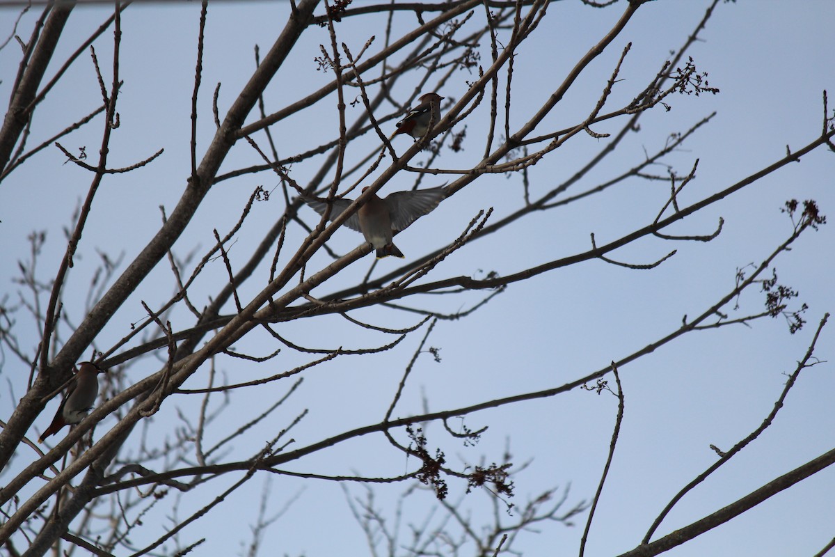 Bohemian Waxwing - ML416926211