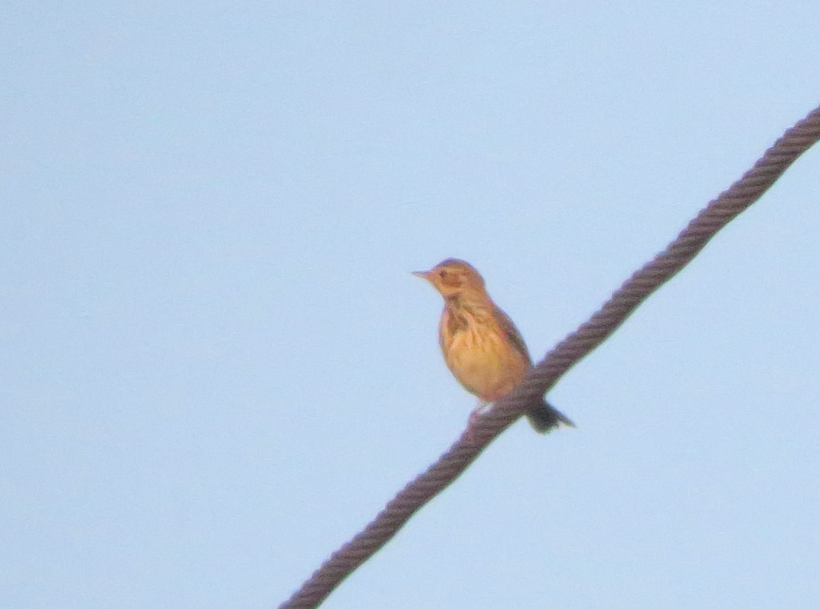 Tree Pipit - Abhinand C