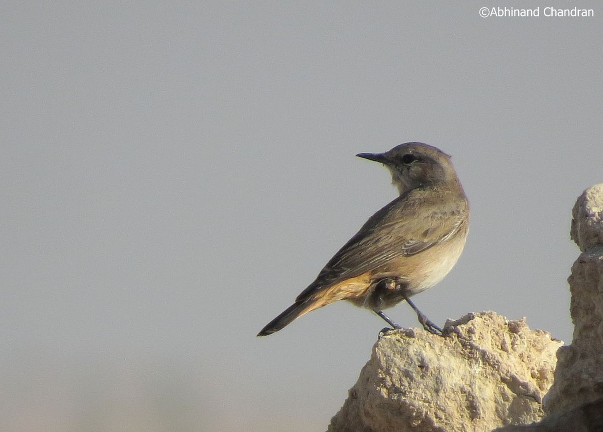 Persian Wheatear - Abhinand C