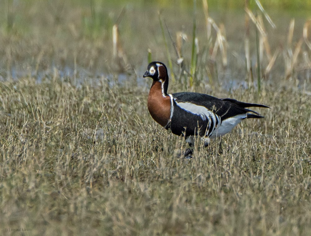 Red-breasted Goose - ML416930681