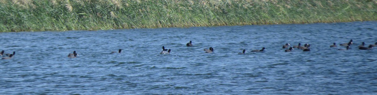 Eurasian Coot - Abhinand C