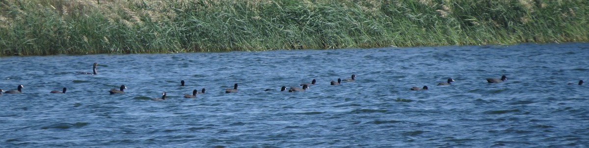 Eurasian Coot - Abhinand C