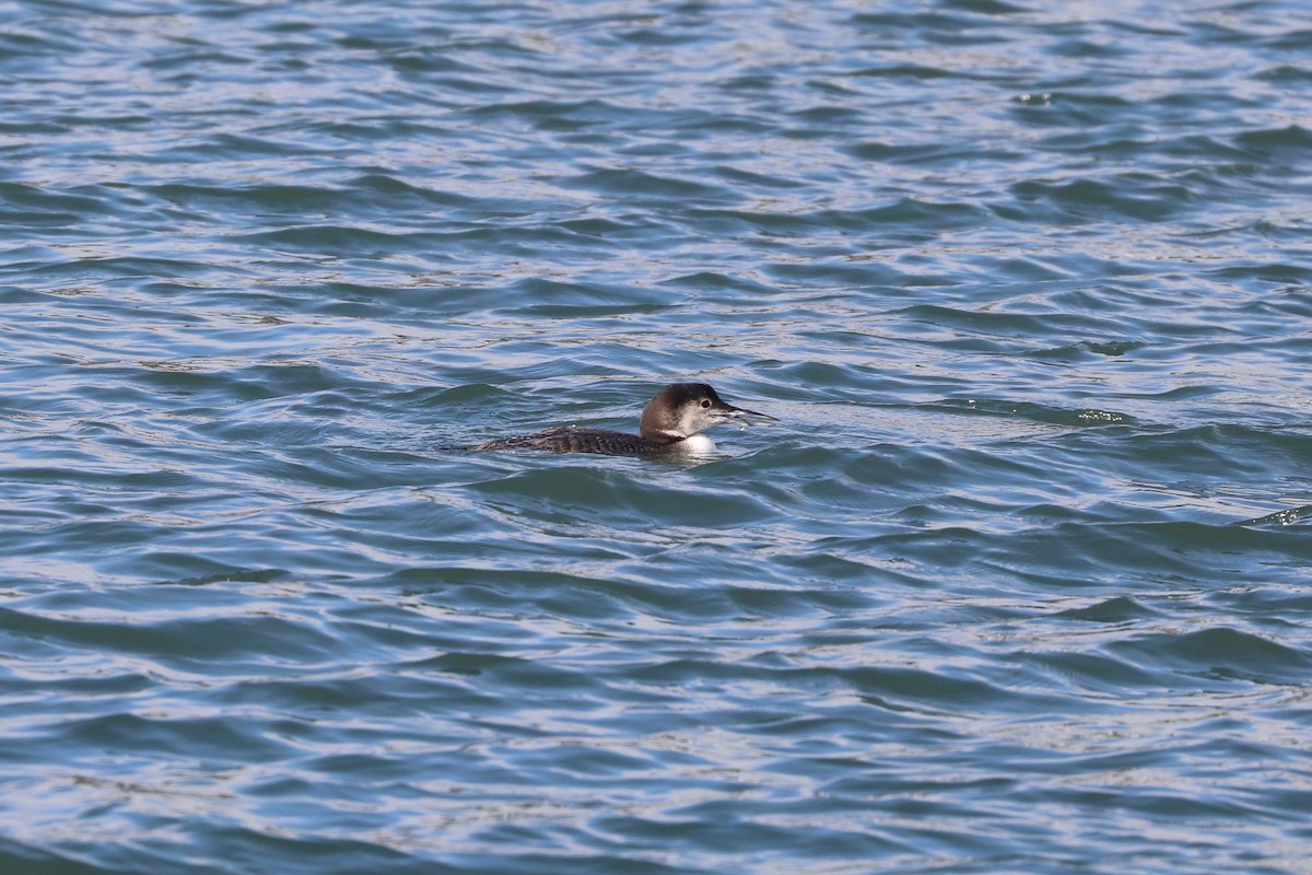 Common Loon - ML416933121