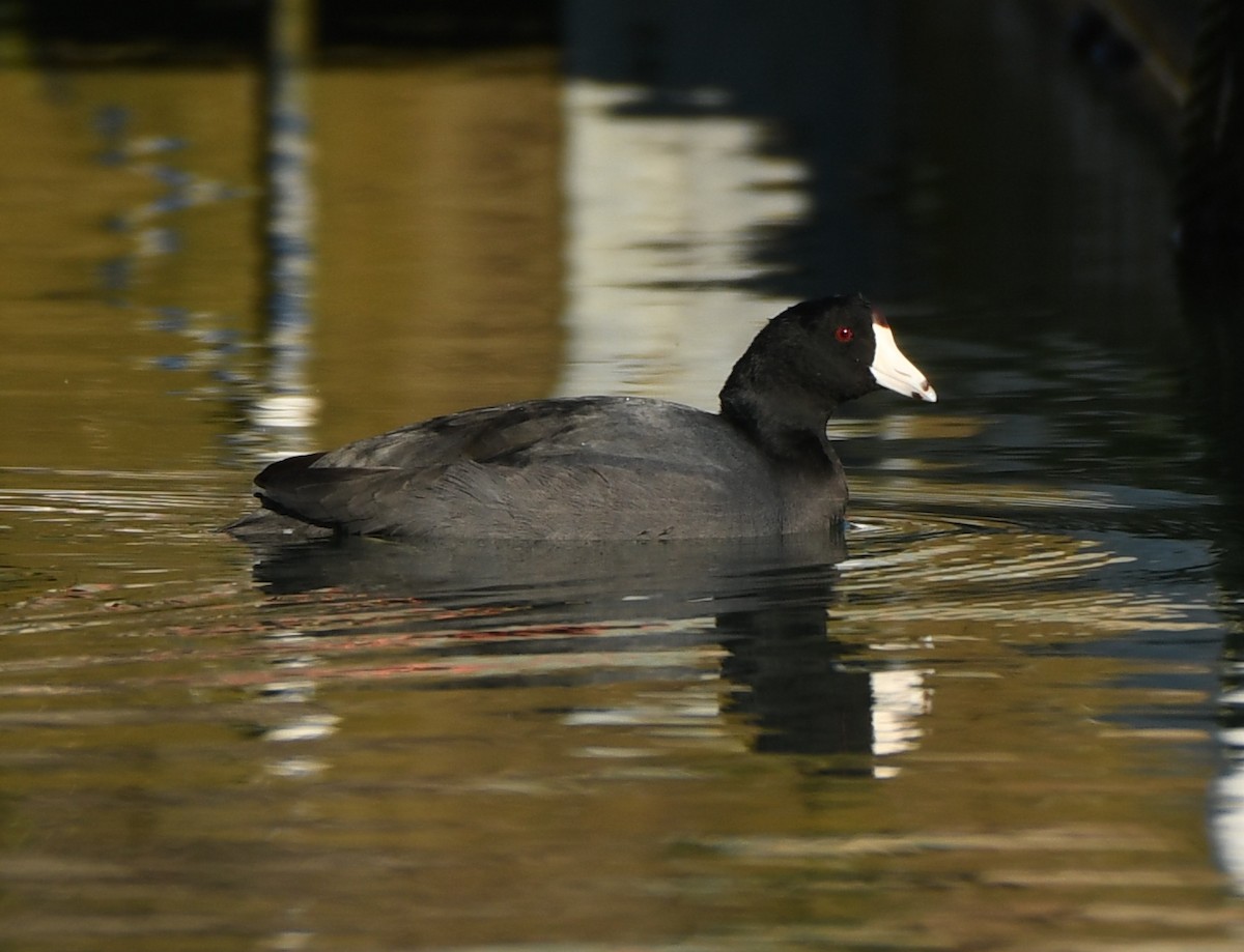 American Coot - ML416933401