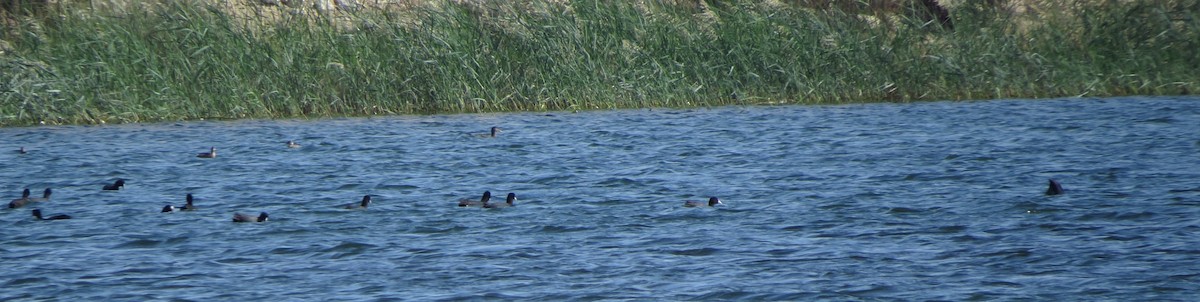 Eurasian Coot - Abhinand C