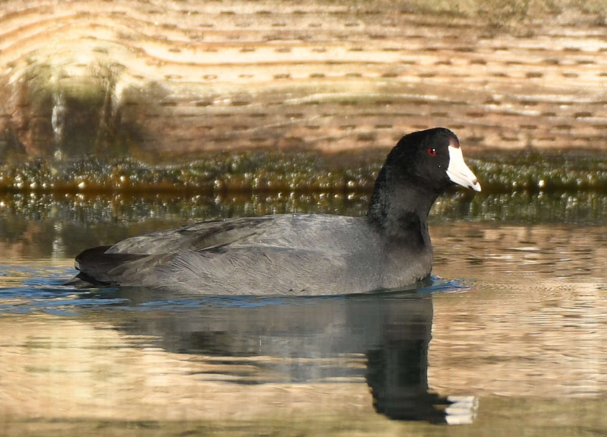 American Coot - ML416933481