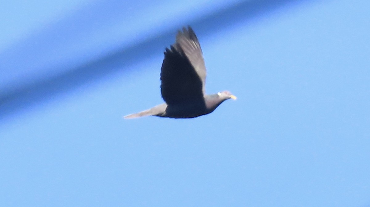 Полосатохвостый голубь - ML416935161